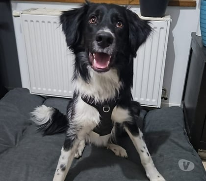 Vente animaux Grenoble Grenoble - Photos Vivastreet PLACEMENT CHOUBI MAGNIFIQUE BORDER COLLIE