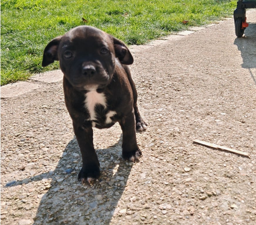 Vente Eure-et-Loir Saulnieres - 28500 - Photos Vivastreet stafforshire bull terrier staffie