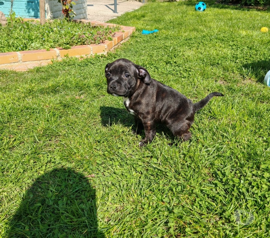 Vente Eure-et-Loir Saulnieres - 28500 - Photos Vivastreet stafforshire bull terrier staffie