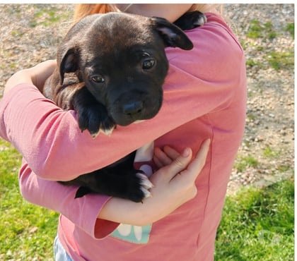 Vente animaux Saulnieres Eure-et-Loir - Photos Vivastreet stafforshire bull terrier staffie