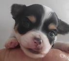 chihuahuas poils longs
