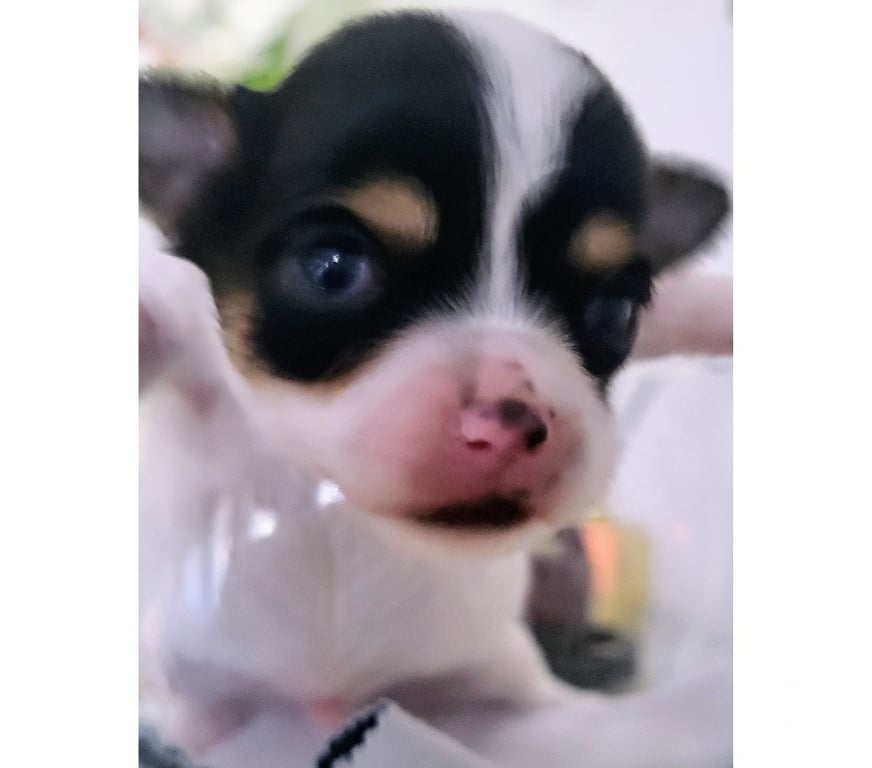 Vente Bouches-du-Rhône Cuges les Pins - 13780 - Photos Vivastreet chihuahuas poils longs