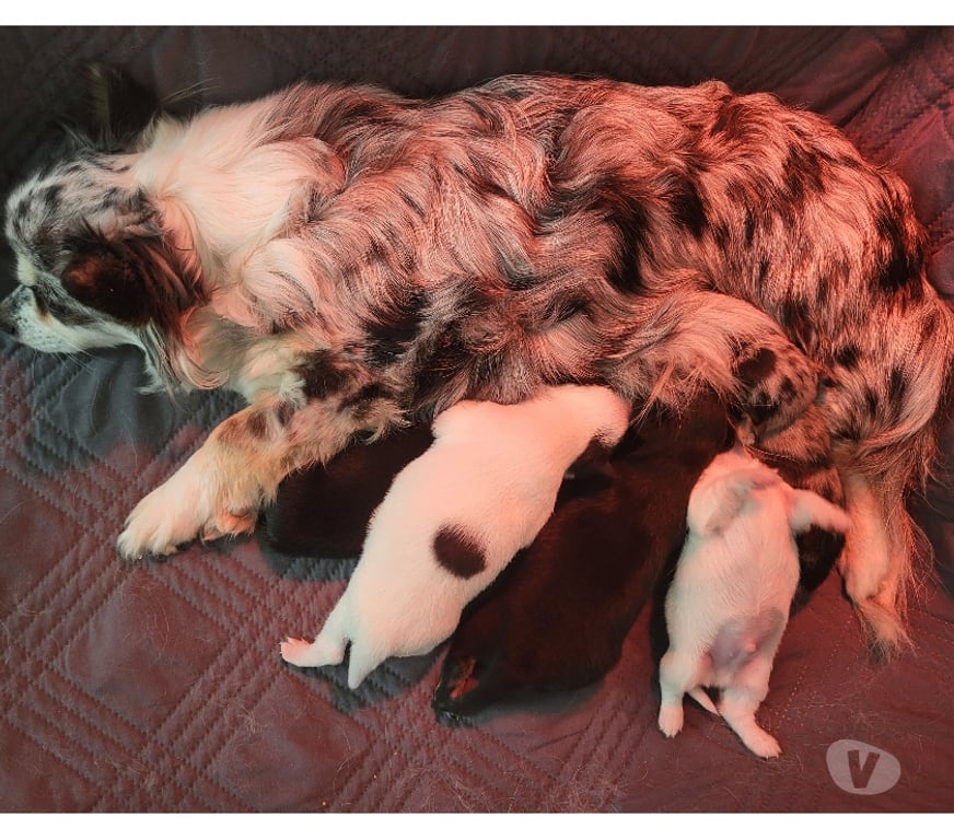 Vente Bouches-du-Rhône Cuges les Pins - 13780 - Photos Vivastreet chihuahuas poils longs