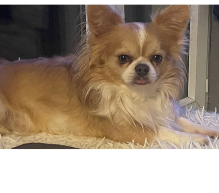 Vente Bouches-du-Rhône Cuges les Pins - 13780 - Photos Vivastreet chihuahuas poils longs