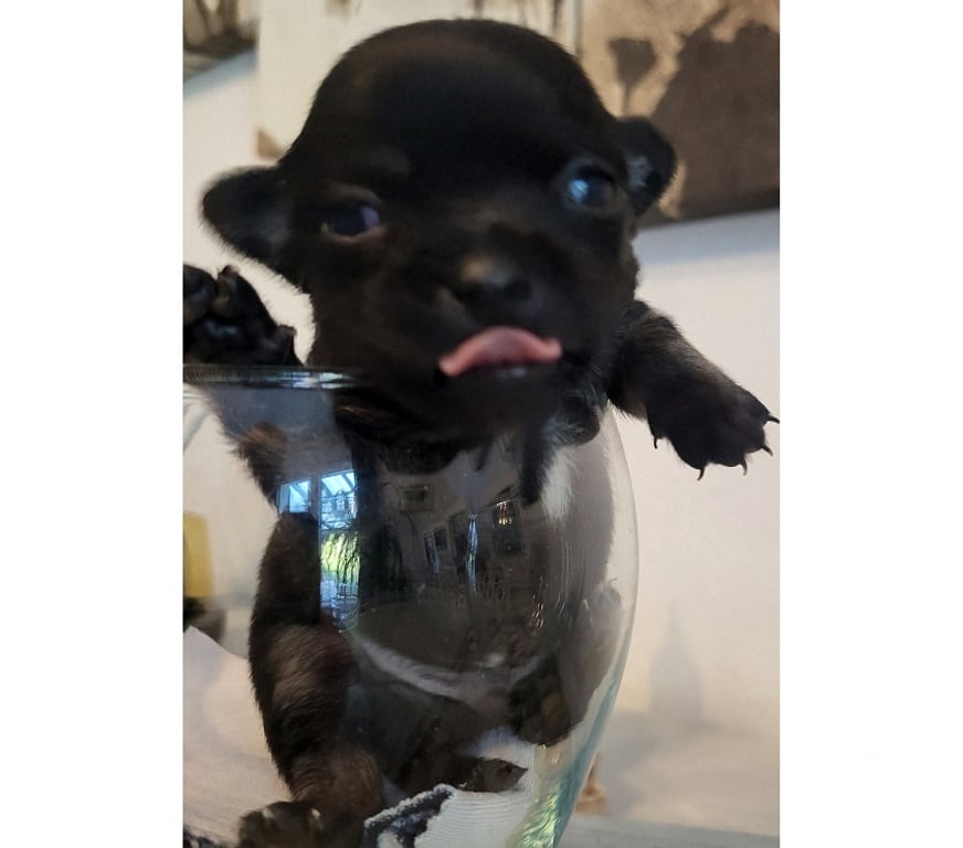 Vente Bouches-du-Rhône Cuges les Pins - 13780 - Photos Vivastreet chihuahuas poils longs