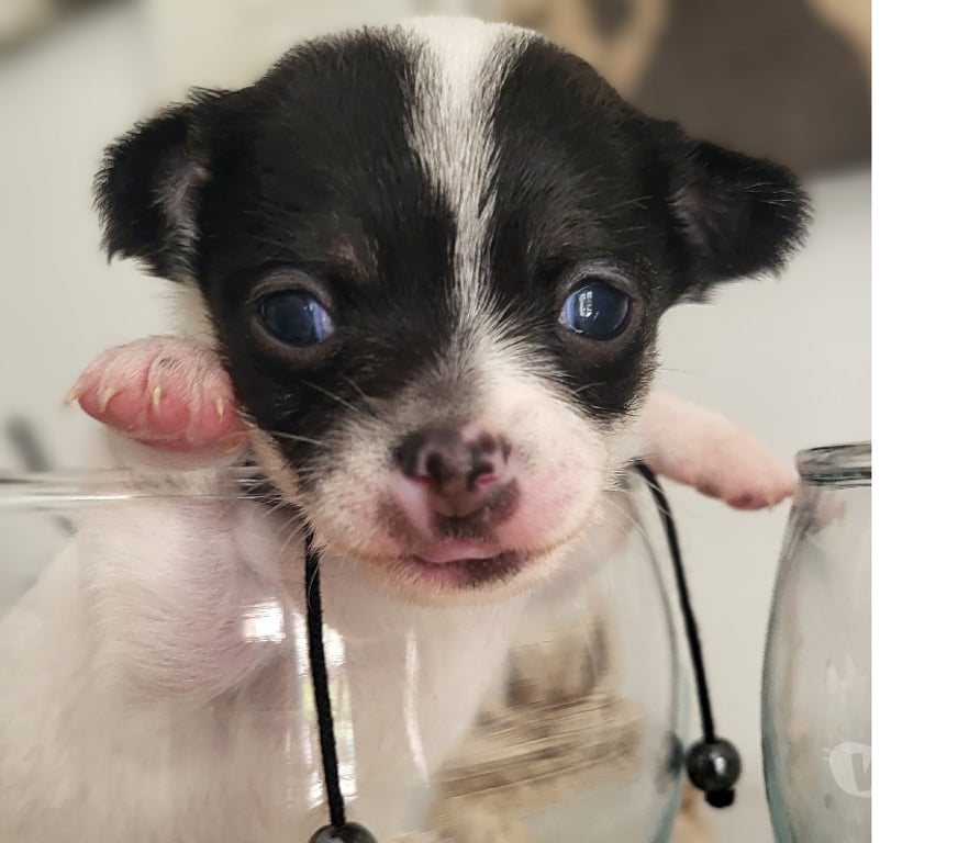 Vente Bouches-du-Rhône Cuges les Pins - 13780 - Photos Vivastreet chihuahuas poils longs