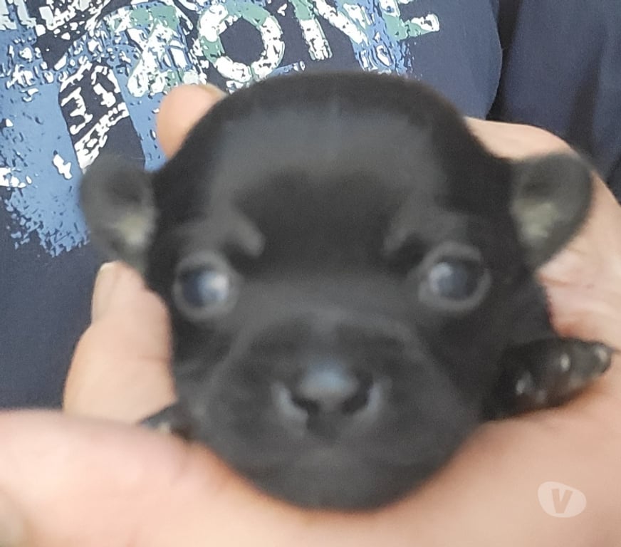 Vente Bouches-du-Rhône Cuges les Pins - 13780 - Photos Vivastreet chihuahuas poils longs