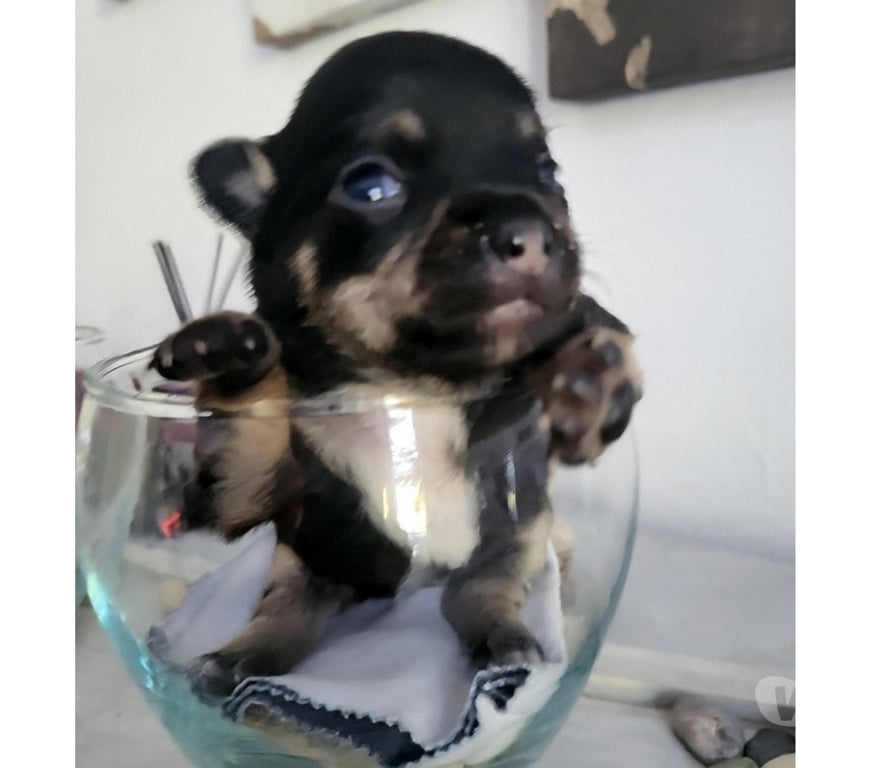 Vente Bouches-du-Rhône Cuges les Pins - 13780 - Photos Vivastreet chihuahuas poils longs