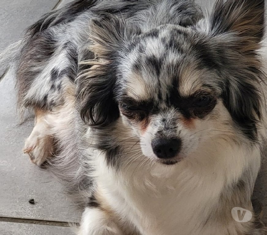 Vente Bouches-du-Rhône Cuges les Pins - 13780 - Photos Vivastreet chihuahuas poils longs