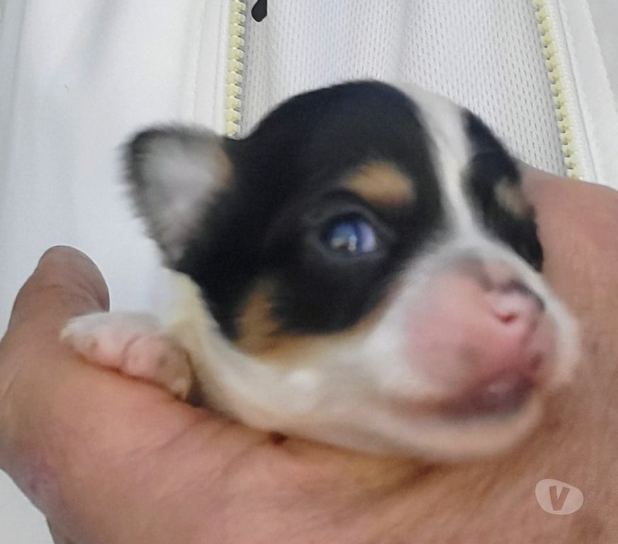 Vente Bouches-du-Rhône Cuges les Pins - 13780 - Photos Vivastreet chihuahuas poils longs