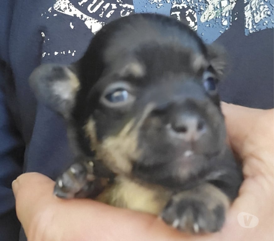 Vente Bouches-du-Rhône Cuges les Pins - 13780 - Photos Vivastreet chihuahuas poils longs