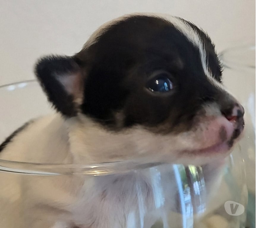 Vente Bouches-du-Rhône Cuges les Pins - 13780 - Photos Vivastreet chihuahuas poils longs