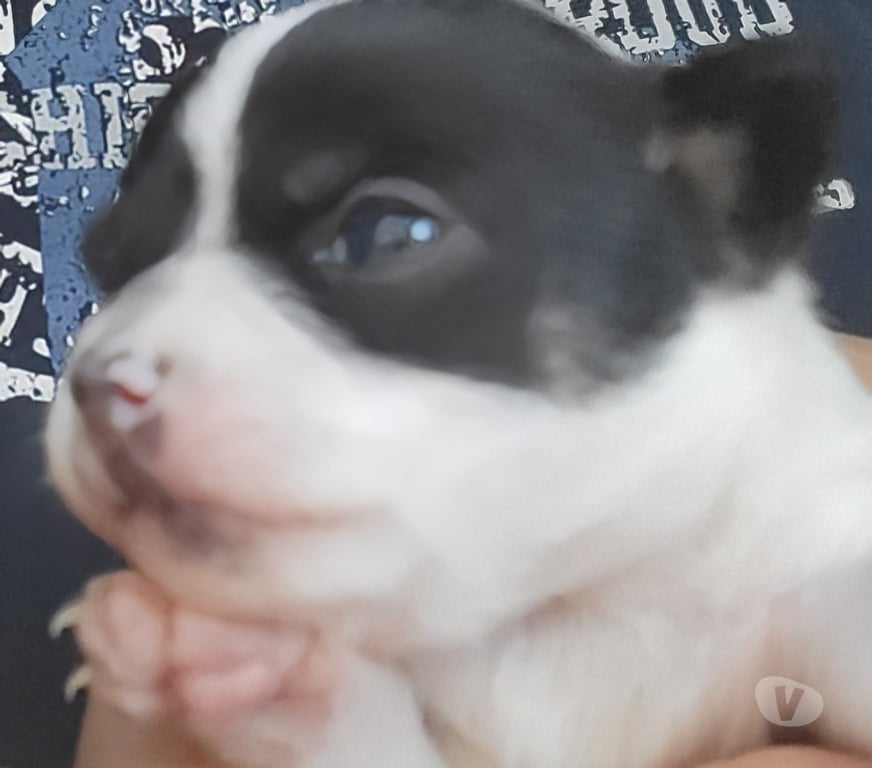 Vente Bouches-du-Rhône Cuges les Pins - 13780 - Photos Vivastreet chihuahuas poils longs