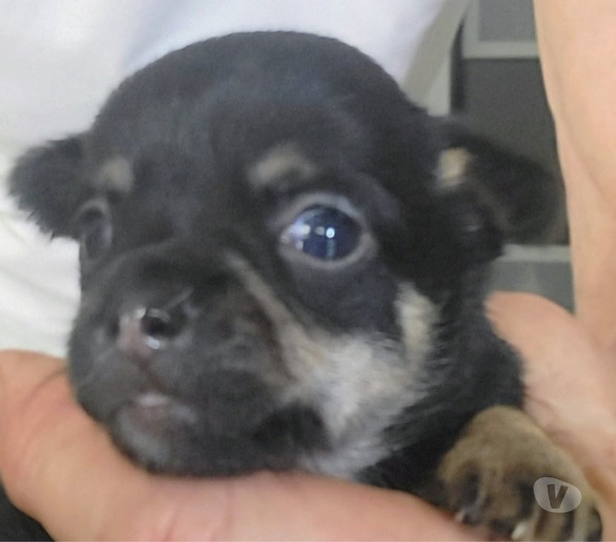 Vente Bouches-du-Rhône Cuges les Pins - 13780 - Photos Vivastreet chihuahuas poils longs