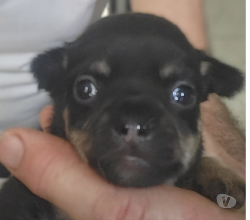 Vente Bouches-du-Rhône Cuges les Pins - 13780 - Photos Vivastreet chihuahuas poils longs