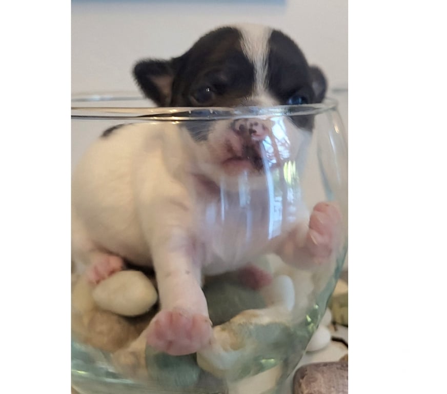 Vente Bouches-du-Rhône Cuges les Pins - 13780 - Photos Vivastreet chihuahuas poils longs