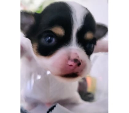 Vente animaux Cuges les Pins Bouches-du-Rhône - Photos Vivastreet chihuahuas poils longs