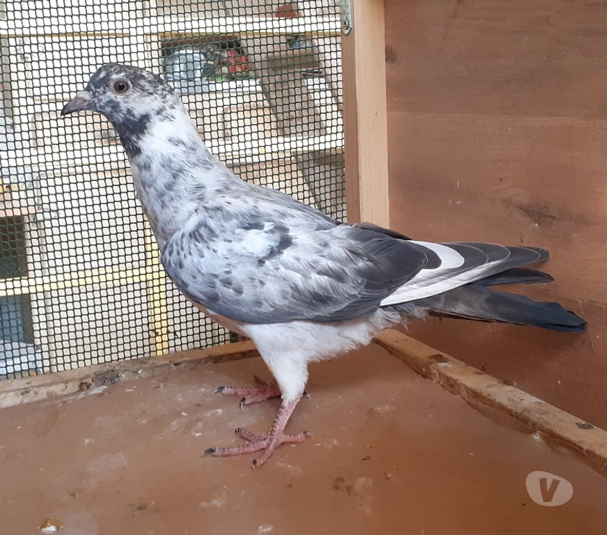 Vente Gironde Begles - 33130 - Photos Vivastreet JEUNES PIGEONS COULEURS MOSAÏQUES