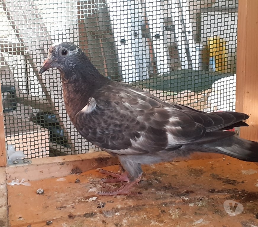 Vente Gironde Begles - 33130 - Photos Vivastreet JEUNES PIGEONS COULEURS MOSAÏQUES