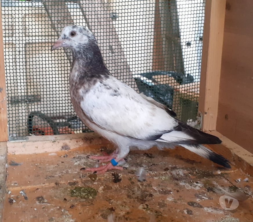 Vente Gironde Begles - 33130 - Photos Vivastreet JEUNES PIGEONS COULEURS MOSAÏQUES