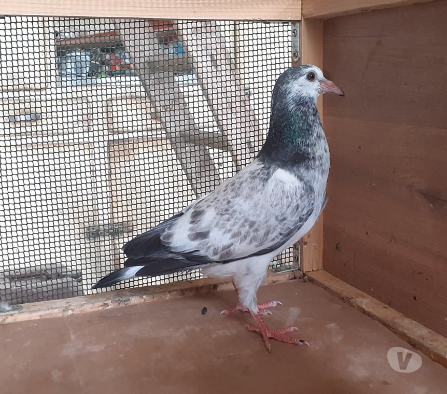 Vente Gironde Begles - 33130 - Photos Vivastreet JEUNES PIGEONS COULEURS MOSAÏQUES