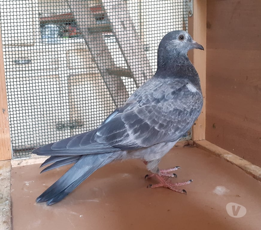 Vente Gironde Begles - 33130 - Photos Vivastreet JEUNES PIGEONS COULEURS MOSAÏQUES