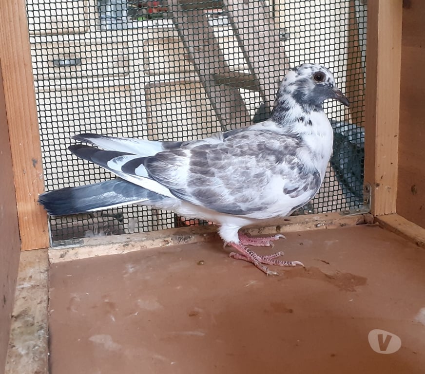 Vente Gironde Begles - 33130 - Photos Vivastreet JEUNES PIGEONS COULEURS MOSAÏQUES