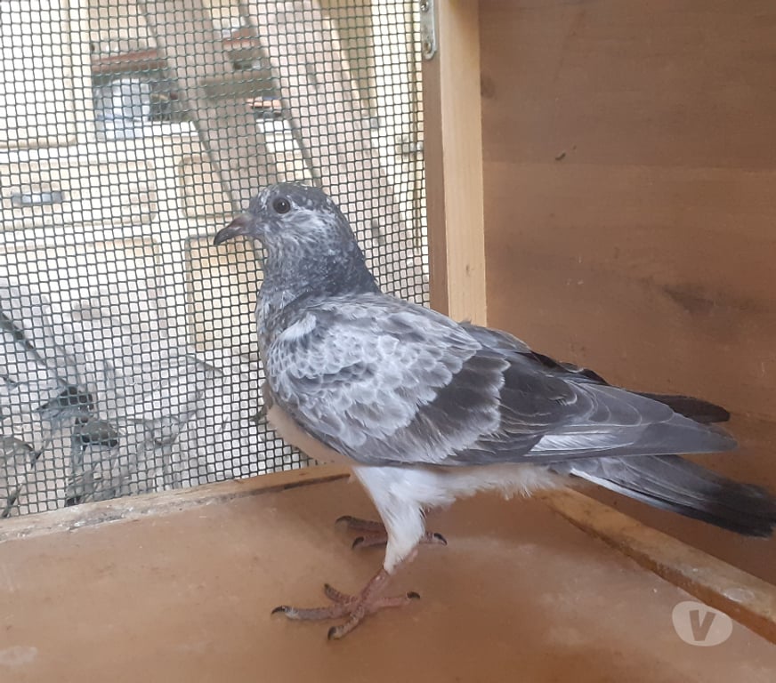 Vente Gironde Begles - 33130 - Photos Vivastreet JEUNES PIGEONS COULEURS MOSAÏQUES