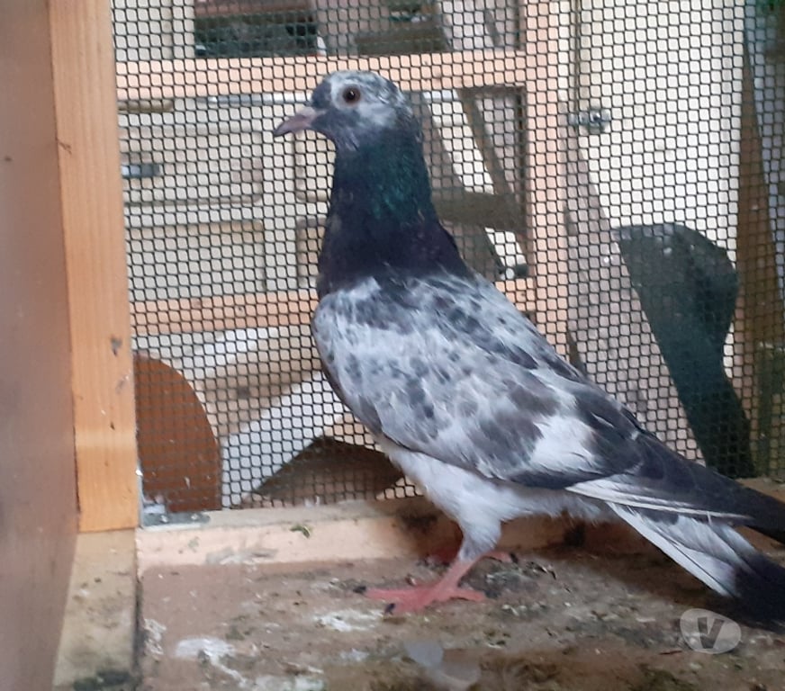 Vente Gironde Begles - 33130 - Photos Vivastreet JEUNES PIGEONS COULEURS MOSAÏQUES