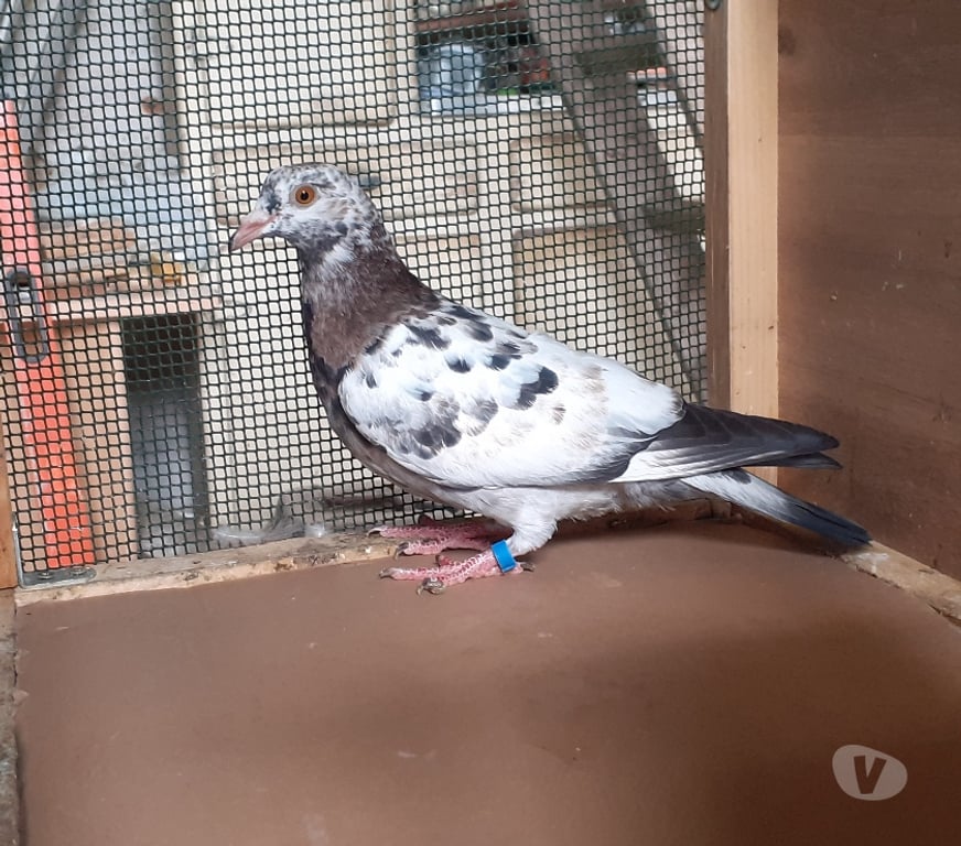 Vente Gironde Begles - 33130 - Photos Vivastreet JEUNES PIGEONS COULEURS MOSAÏQUES