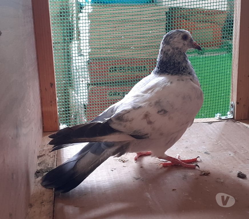 Vente Gironde Begles - 33130 - Photos Vivastreet JEUNES PIGEONS COULEURS MOSAÏQUES