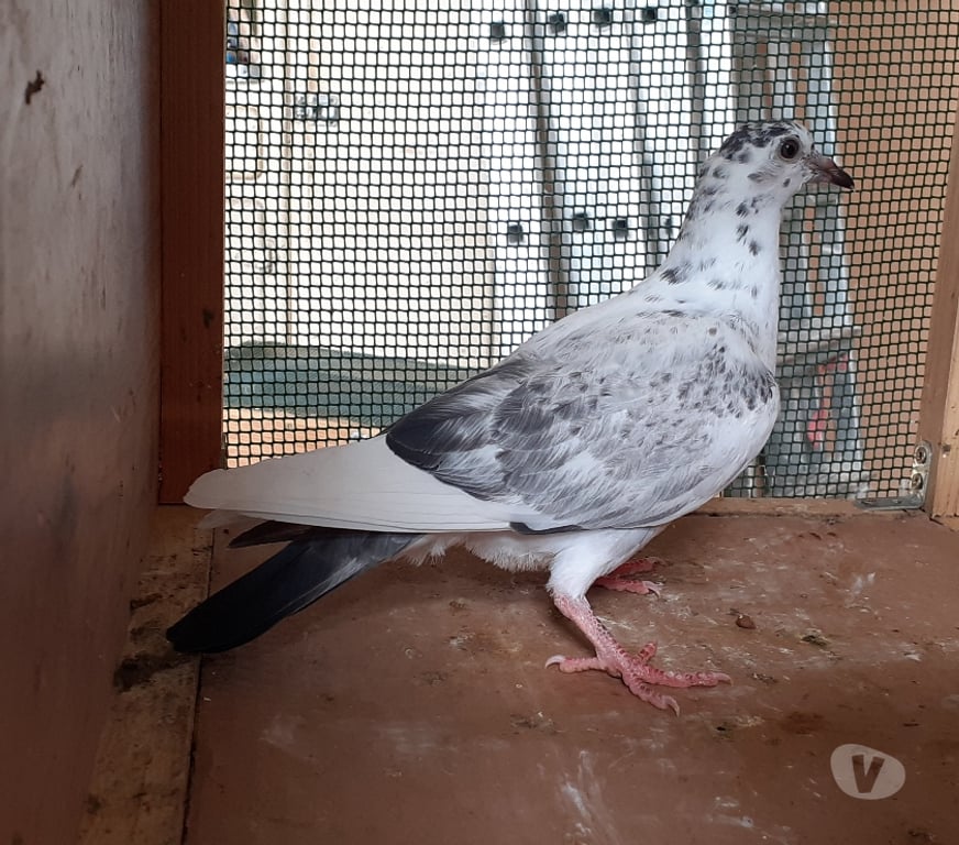 Vente Gironde Begles - 33130 - Photos Vivastreet JEUNES PIGEONS COULEURS MOSAÏQUES