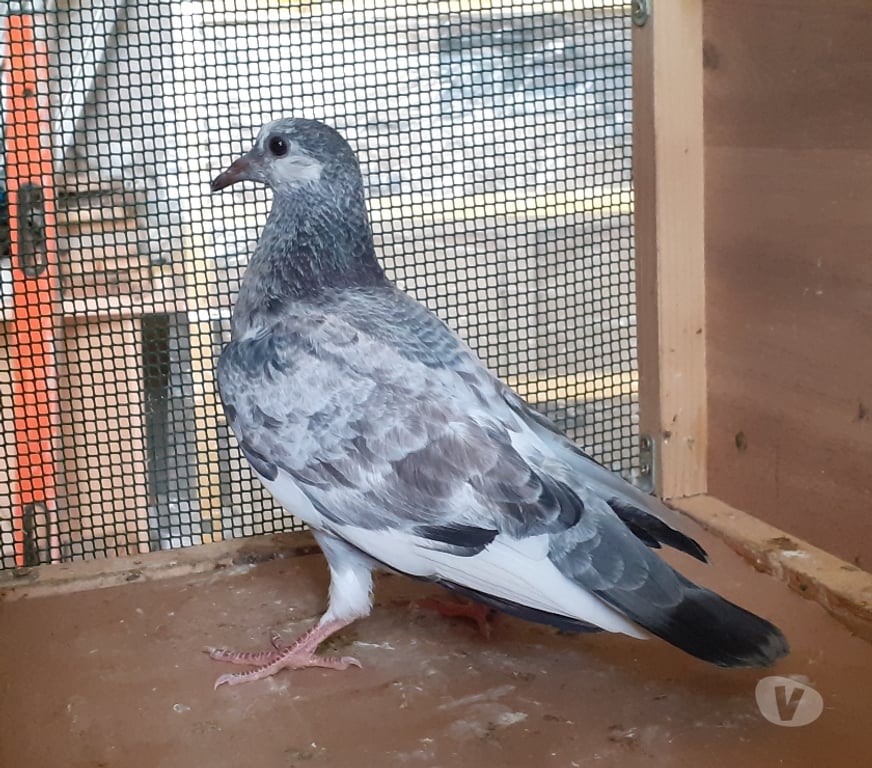 Vente Gironde Begles - 33130 - Photos Vivastreet JEUNES PIGEONS COULEURS MOSAÏQUES