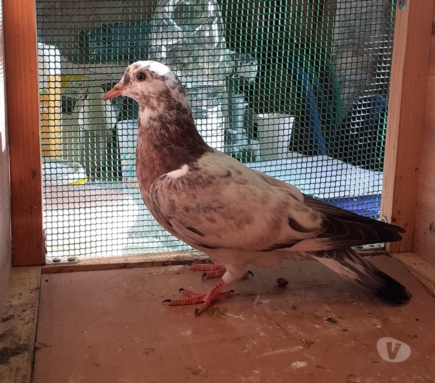 Vente Gironde Begles - 33130 - Photos Vivastreet JEUNES PIGEONS COULEURS MOSAÏQUES