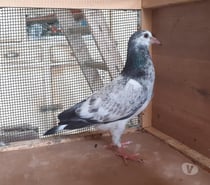 JEUNES PIGEONS COULEURS MOSAÏQUES