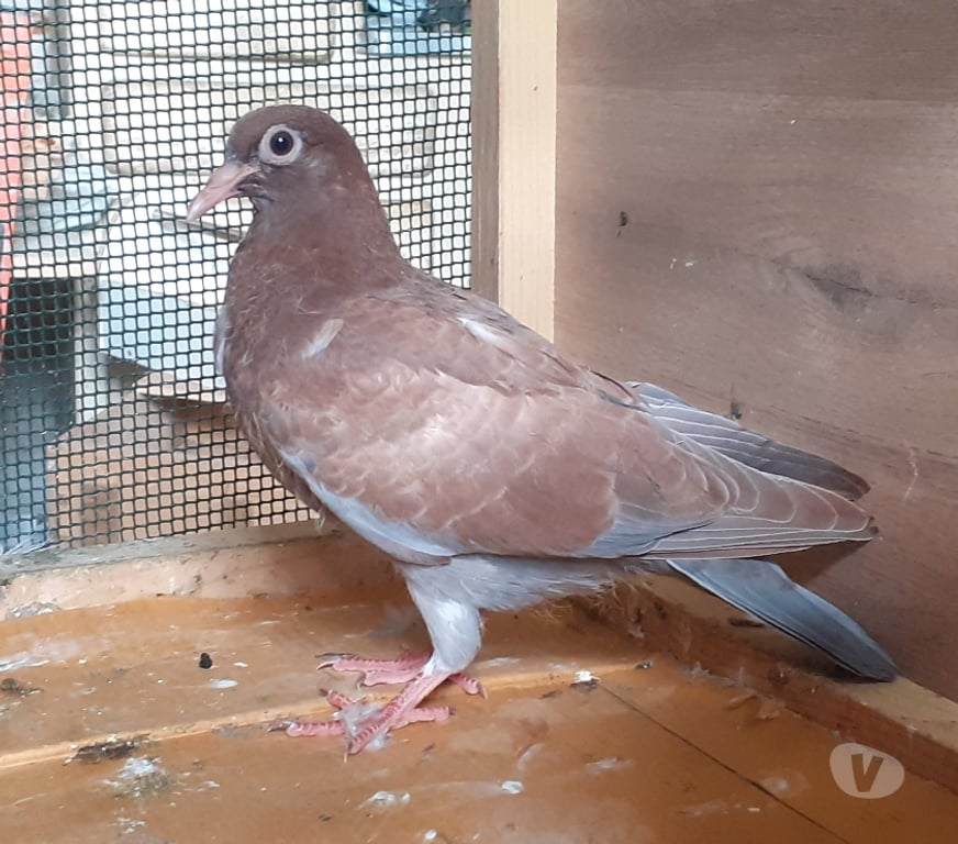 Vente Gironde Begles - 33130 - Photos Vivastreet JEUNES PIGEONS ROUGES CHOCO
