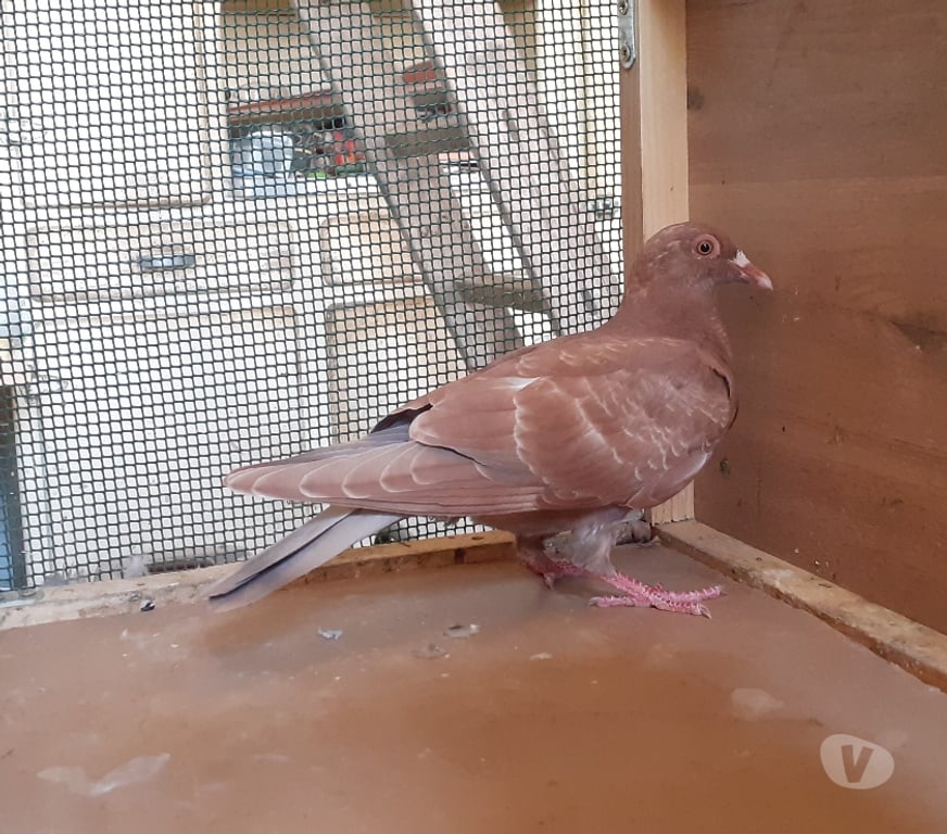 Vente Gironde Begles - 33130 - Photos Vivastreet JEUNES PIGEONS ROUGES CHOCO