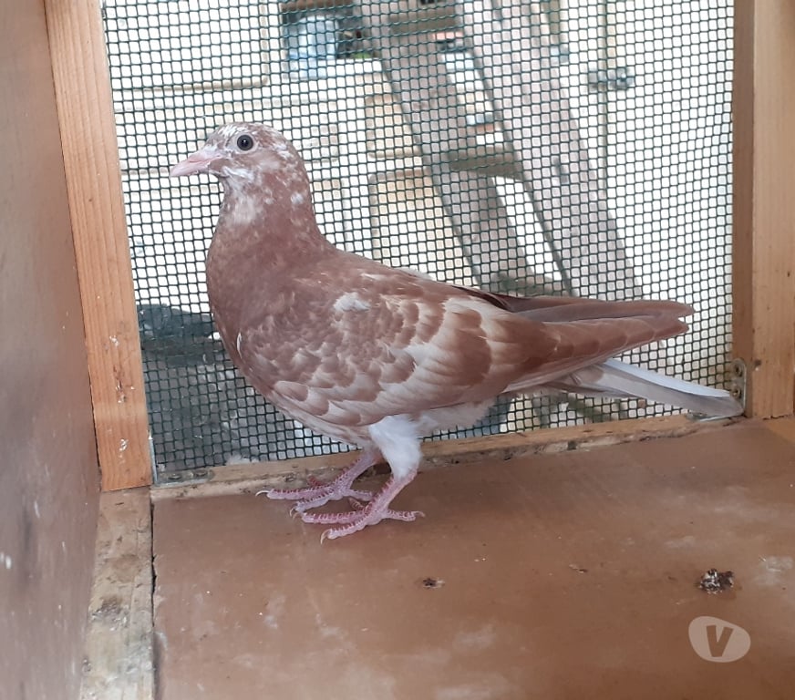Vente Gironde Begles - 33130 - Photos Vivastreet JEUNES PIGEONS ROUGES CHOCO