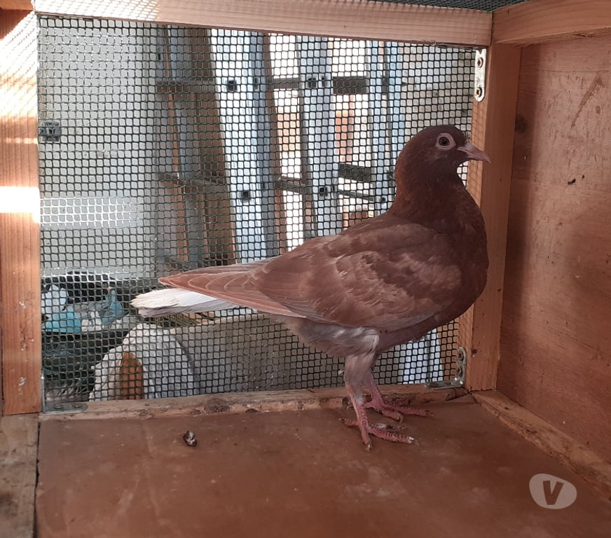 Vente Gironde Begles - 33130 - Photos Vivastreet JEUNES PIGEONS ROUGES CHOCO