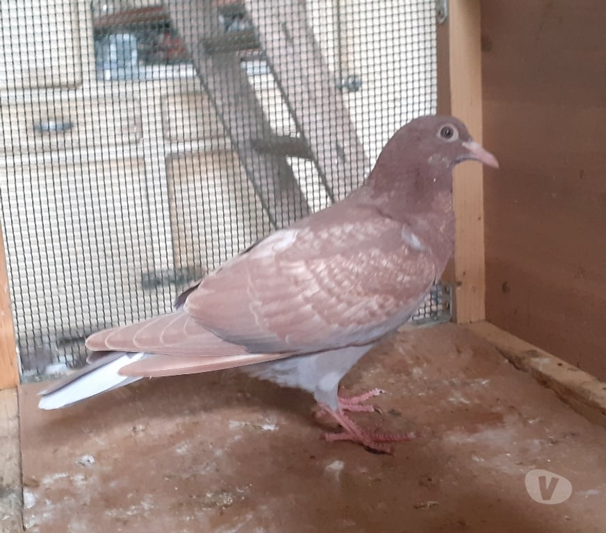 Vente Gironde Begles - 33130 - Photos Vivastreet JEUNES PIGEONS ROUGES CHOCO