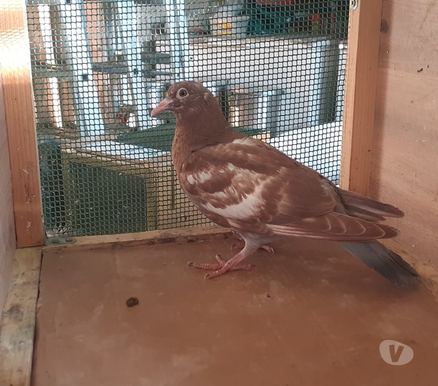 Vente Gironde Begles - 33130 - Photos Vivastreet JEUNES PIGEONS ROUGES CHOCO