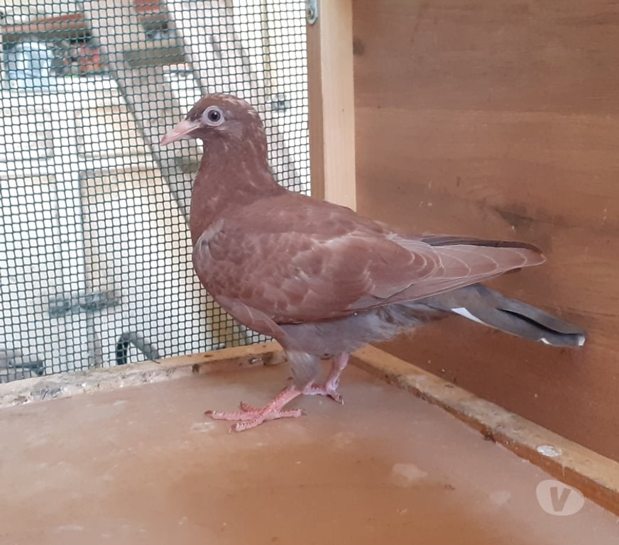 Vente Gironde Begles - 33130 - Photos Vivastreet JEUNES PIGEONS ROUGES CHOCO