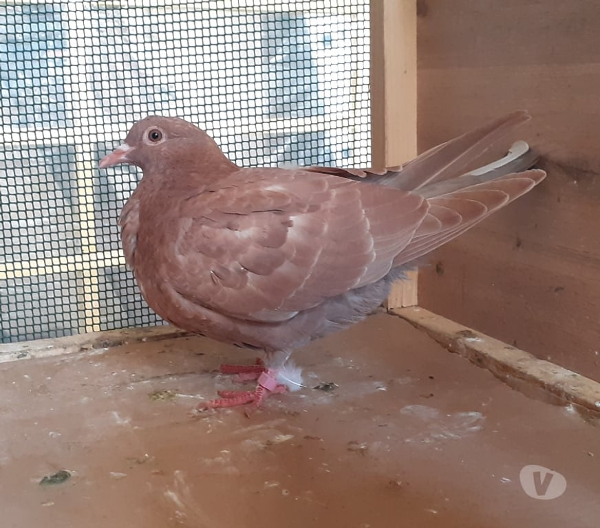 Vente Gironde Begles - 33130 - Photos Vivastreet JEUNES PIGEONS ROUGES CHOCO