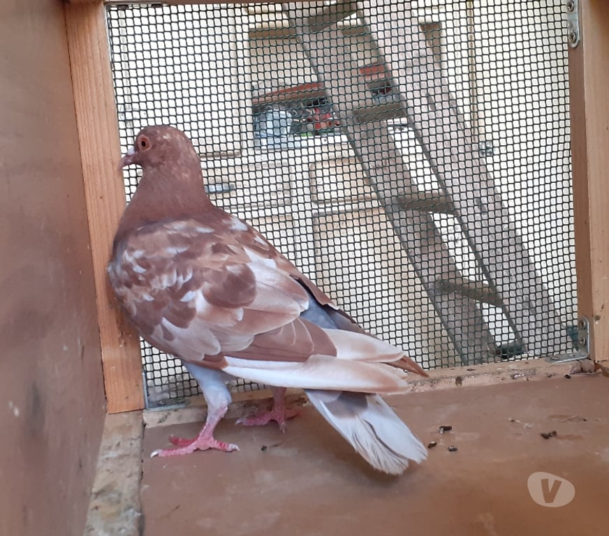 Vente Gironde Begles - 33130 - Photos Vivastreet JEUNES PIGEONS ROUGES CHOCO