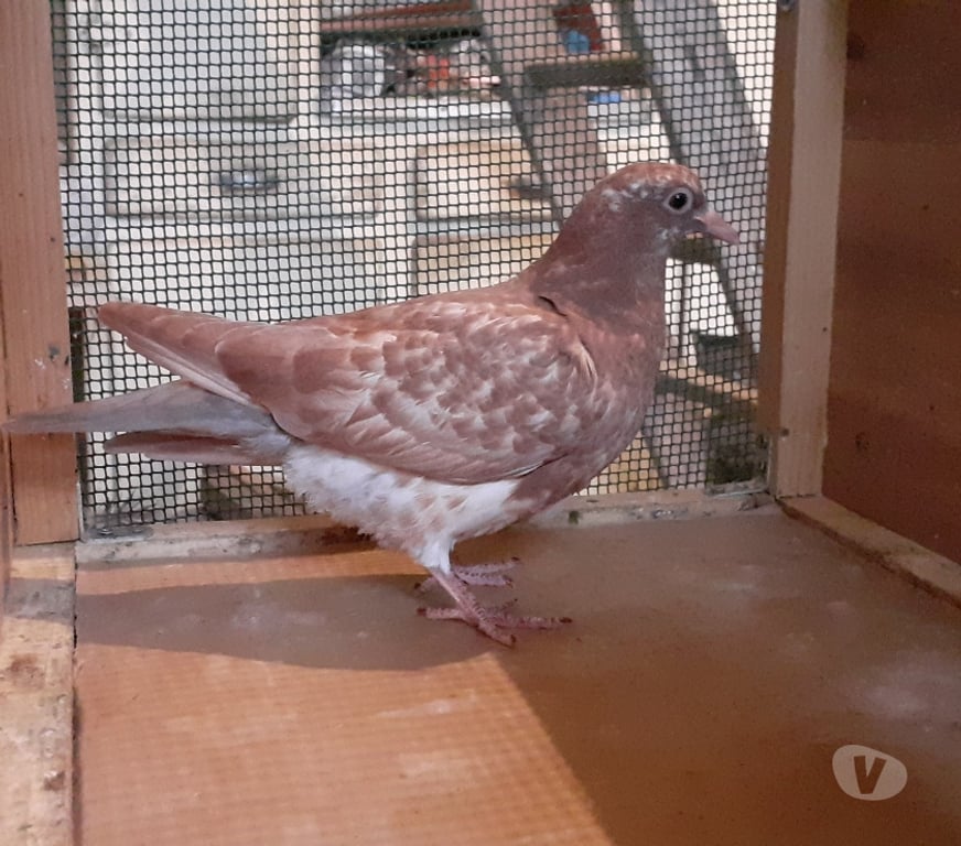 Vente Gironde Begles - 33130 - Photos Vivastreet JEUNES PIGEONS ROUGES CHOCO