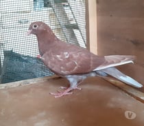 JEUNES PIGEONS ROUGES CHOCO