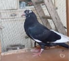 Begles - Gironde — JEUNES PIGEONS NOIRS ou NOIRS à VOL BLANC