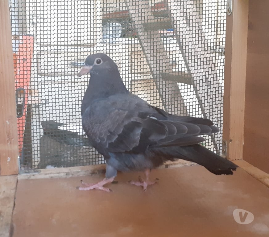 Vente Gironde Begles - 33130 - Photos Vivastreet JEUNES PIGEONS NOIRS ou NOIRS à VOL BLANC