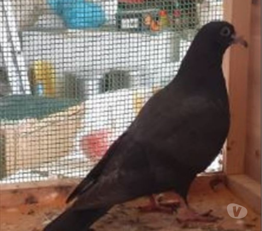 Vente Gironde Begles - 33130 - Photos Vivastreet JEUNES PIGEONS NOIRS ou NOIRS à VOL BLANC