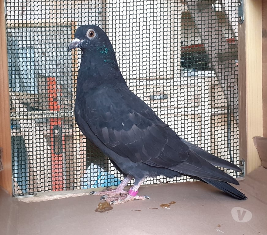 Vente Gironde Begles - 33130 - Photos Vivastreet JEUNES PIGEONS NOIRS ou NOIRS à VOL BLANC